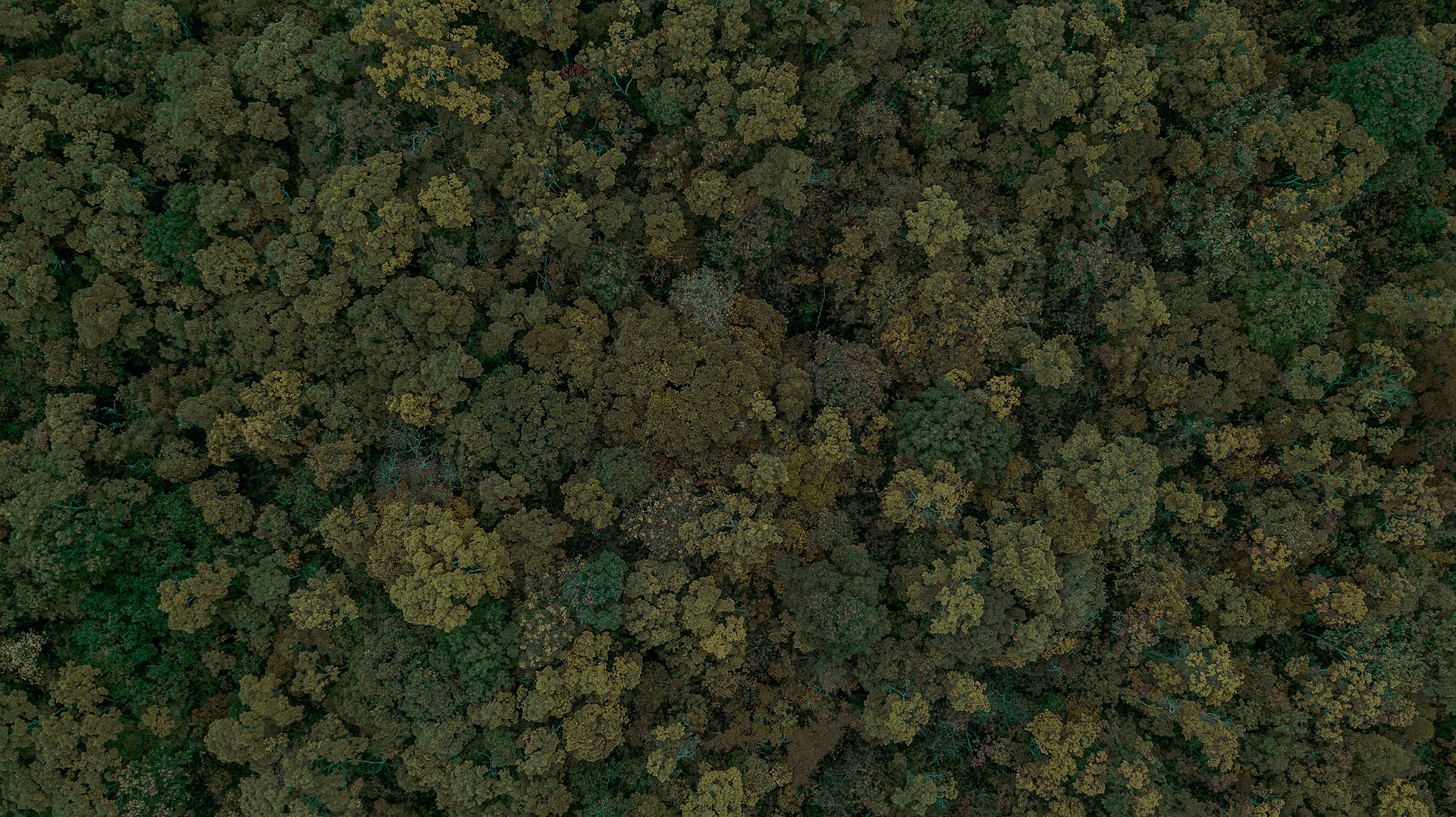 Foresta Treedom - Vesco Giaretta